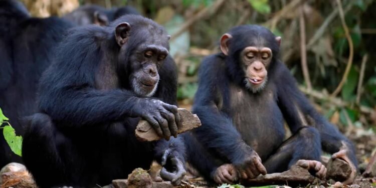 Lola/Symposium Scientifique: L’IReB-MN sonne la mobilisation générale pour les chimpanzés des Monts Nimba