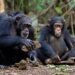 Lola/Symposium Scientifique: L’IReB-MN sonne la mobilisation générale pour les chimpanzés des Monts Nimba