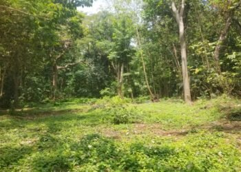 Patrimoine en péril : Le Jardin Botanique de Camayenne, un trésor centenaire amputé de 75 % de sa surface