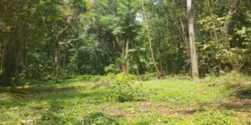 Patrimoine en péril : Le Jardin Botanique de Camayenne, un trésor centenaire amputé de 75 % de sa surface