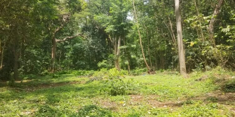 Patrimoine en péril : Le Jardin Botanique de Camayenne, un trésor centenaire amputé de 75 % de sa surface